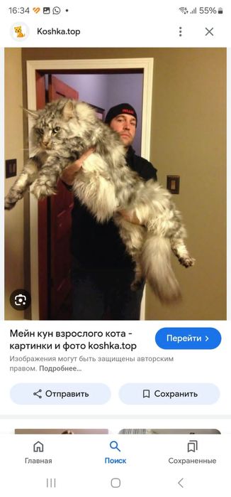 Мейнкуны полидакты на бронь