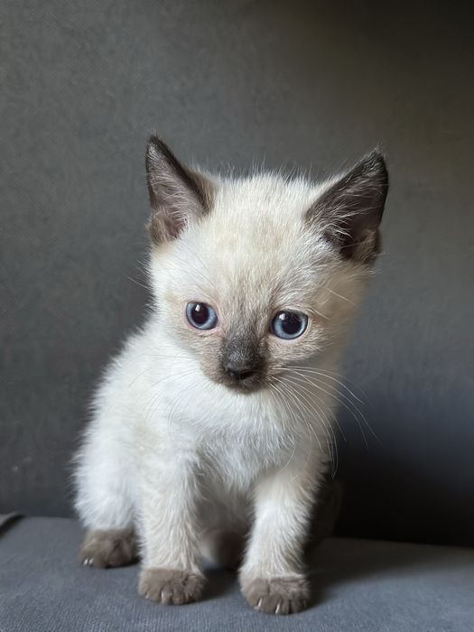 Отдам котят в хорошие руки