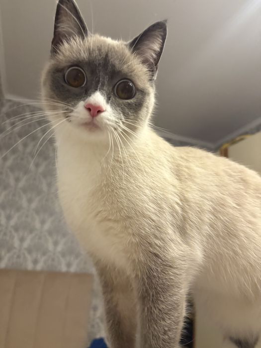 Потерялась кошка
