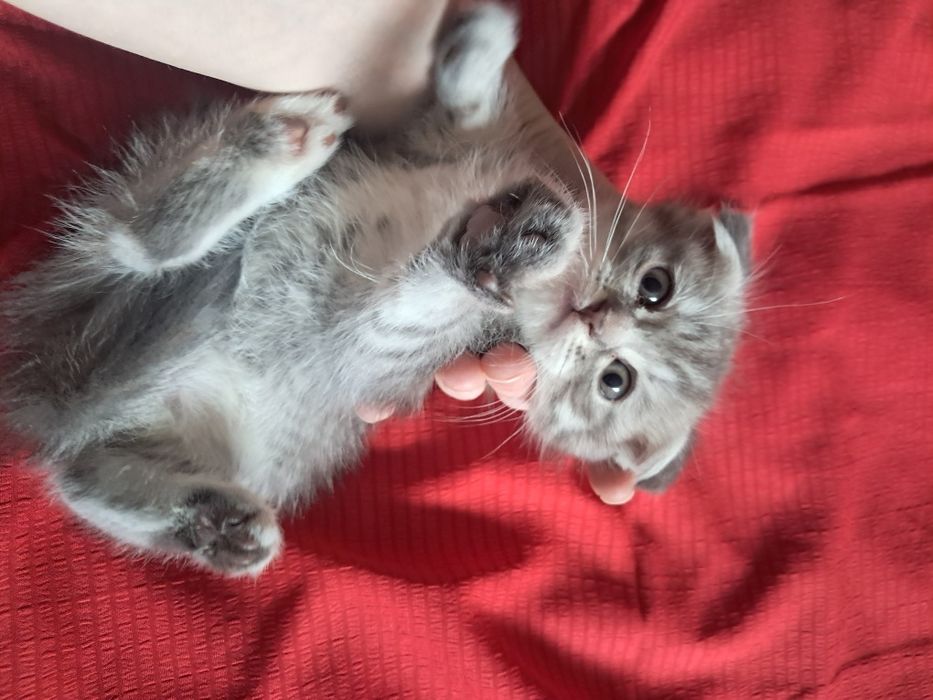 Продам британских котят!