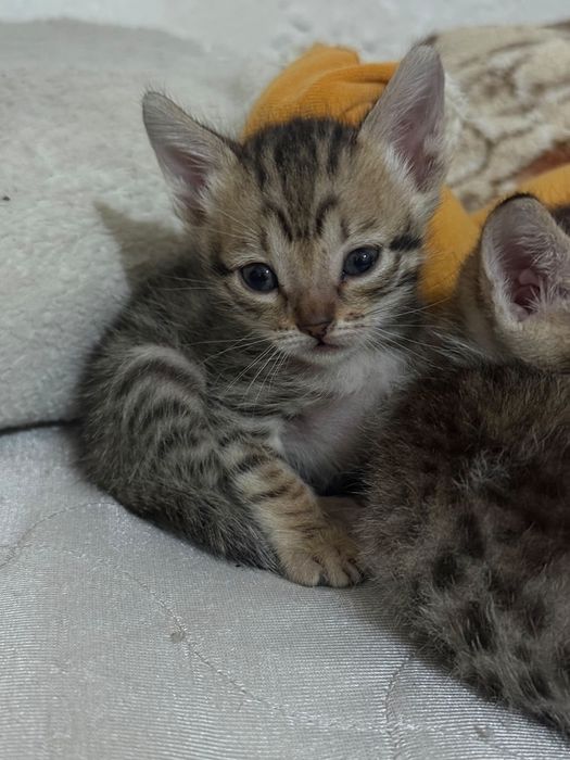 Отдам в добрые руки котят
