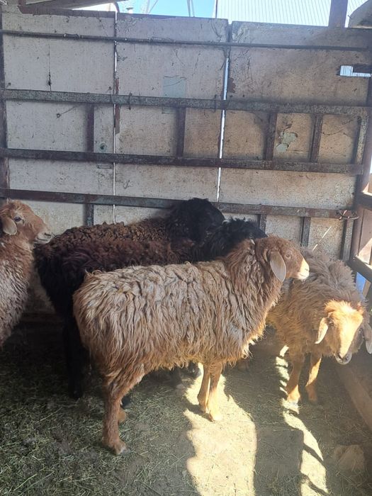 Тоқтылар сатылады