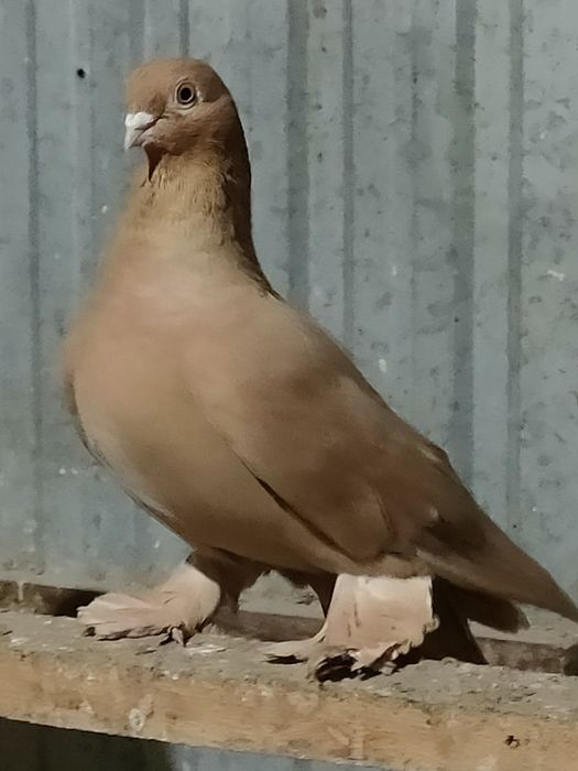 Голуби голуби голуби