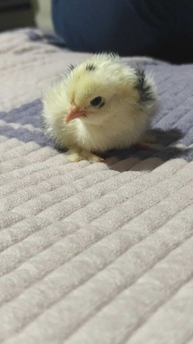 Disponibile oua cochinchina uriaș bobat