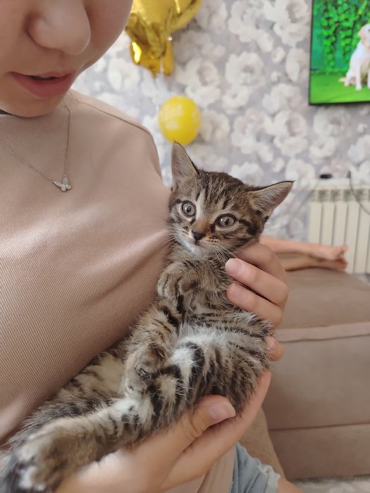 Отдам котят в хорошие руки