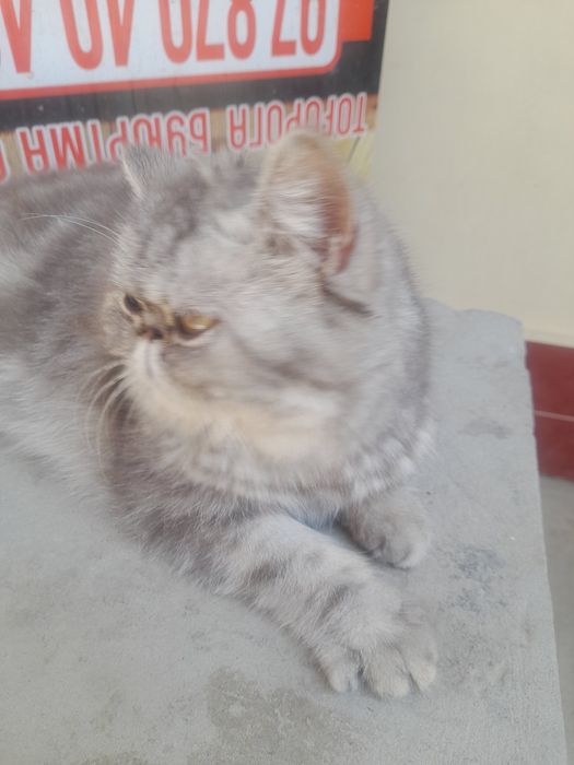 Кошка персинское