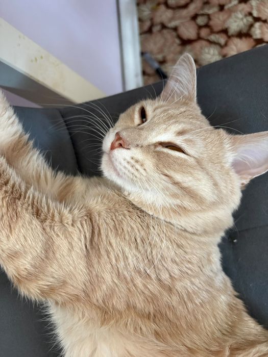 Отдам даром доброго кота
