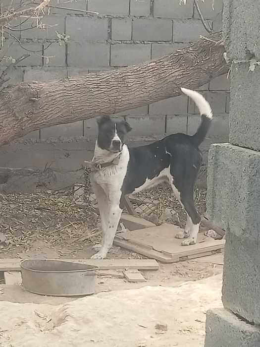 Алабай сатылады жаксы ИТ