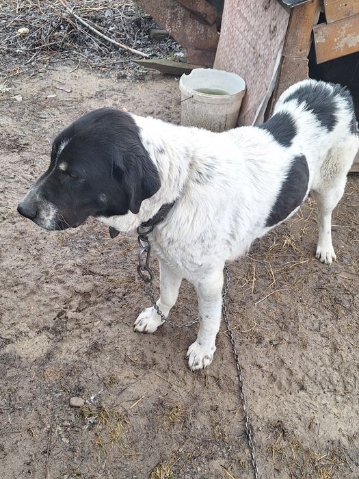 Caini ciobănesc de Bucovina