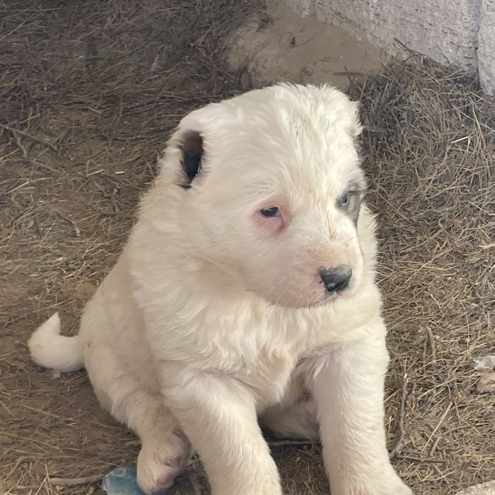 Алабай күшіктер сатылады