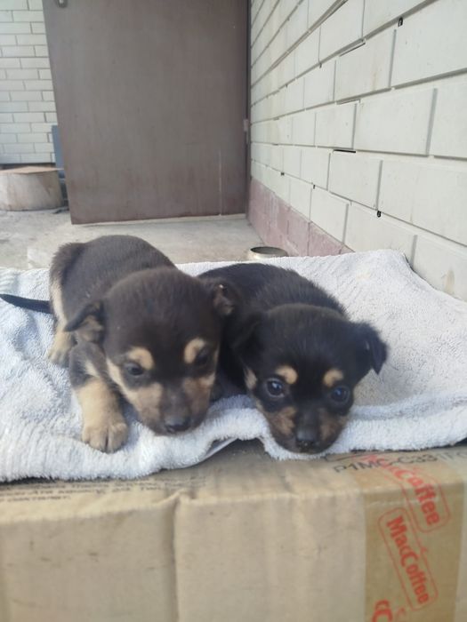 Щенки звоночки. ..