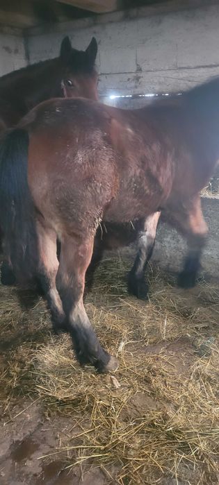 Manz de vanzare  din cai semigrei