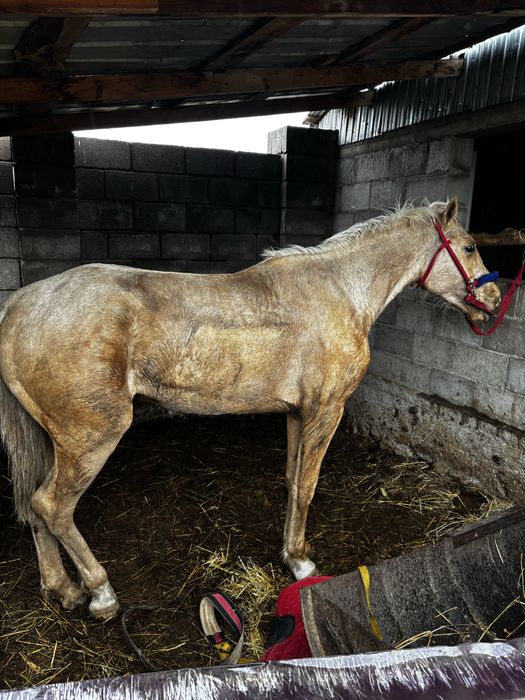 Құнан сатылады еркек