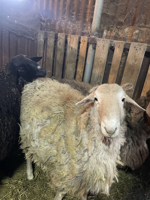 Откормда тұрған қойлар