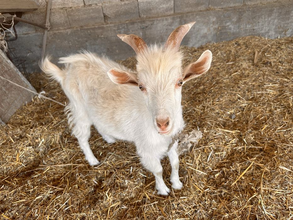 Продаю Козу и Козленка