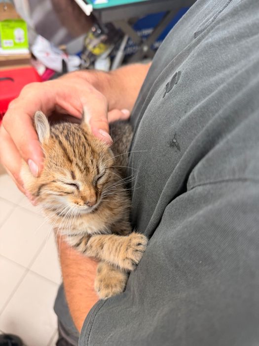 Подаряваме мъжко коте Киви