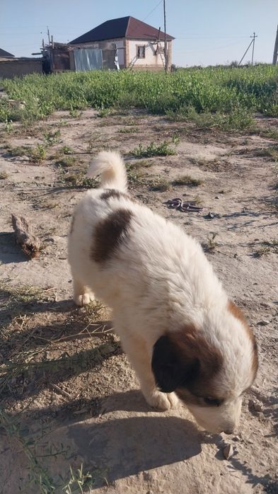 Төбет күшіктер сатылады