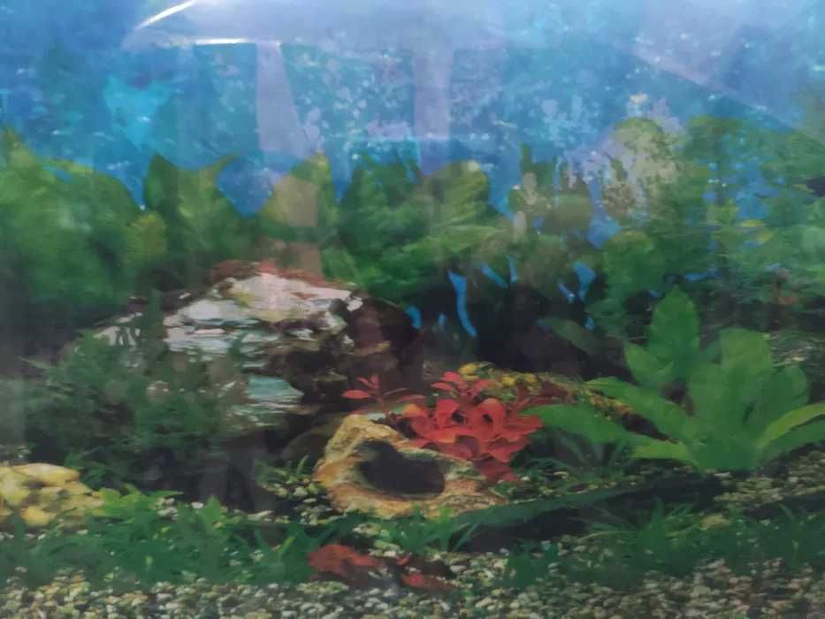 Аквариум 40 литра