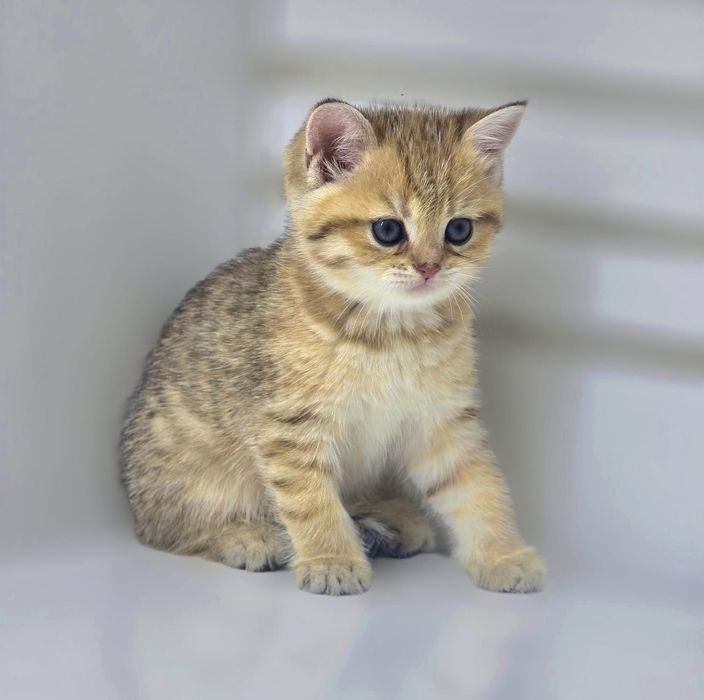 Зеленоглазка ,КошЕчка