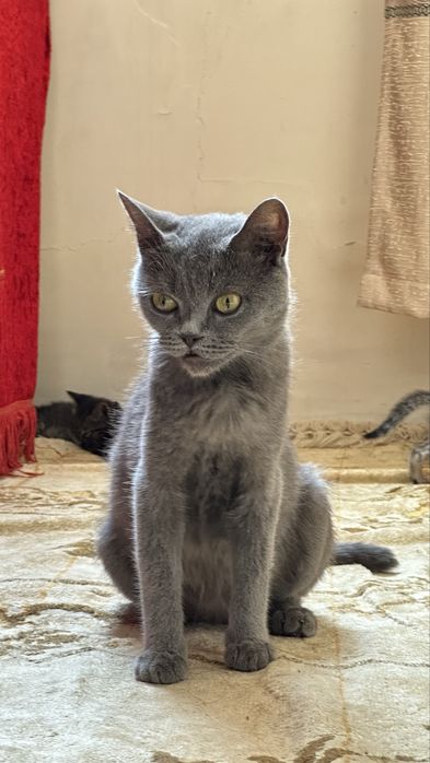 Mushuk: British Shorthair