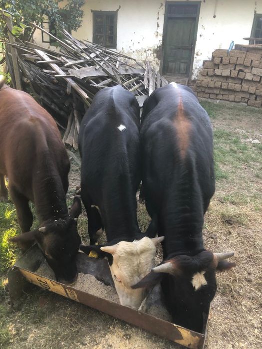 Vand trei vitei buni de taiat sau tinut