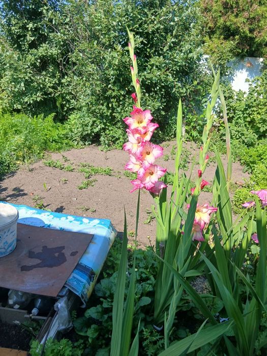Продам дачу в Новопавловке