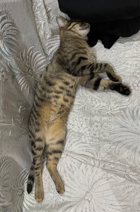 ! ПРОПАЛ КОТ ! Помогите найти !