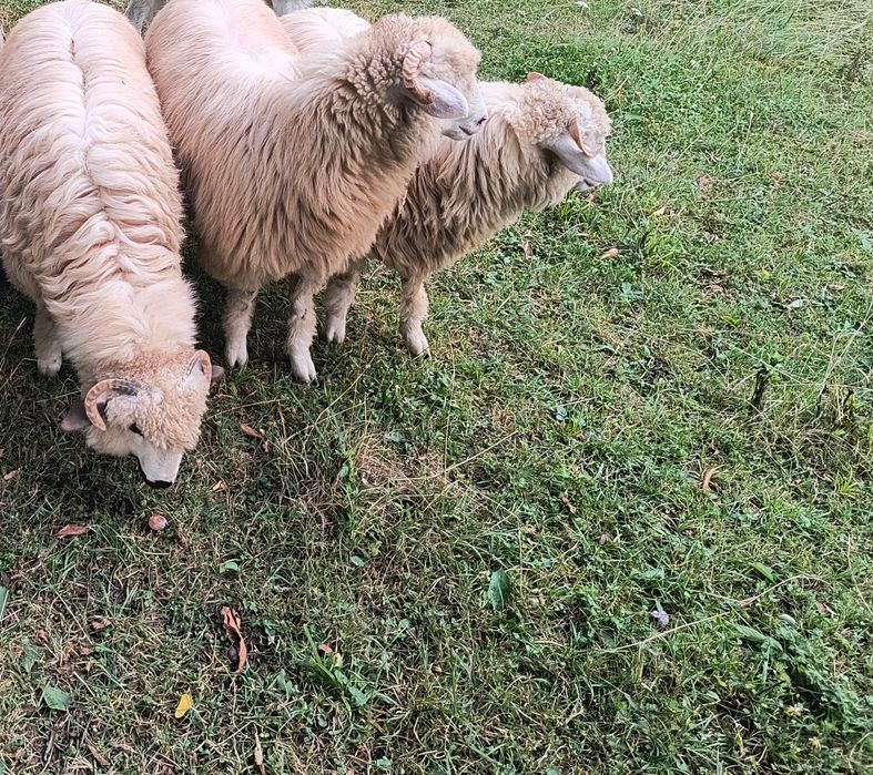 3 Miele țurcane cu acte