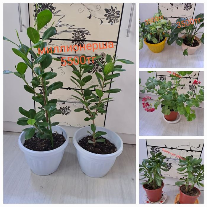 Комнатные растения