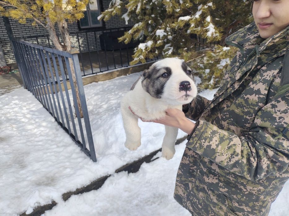 Продам хорошую девочку алабая