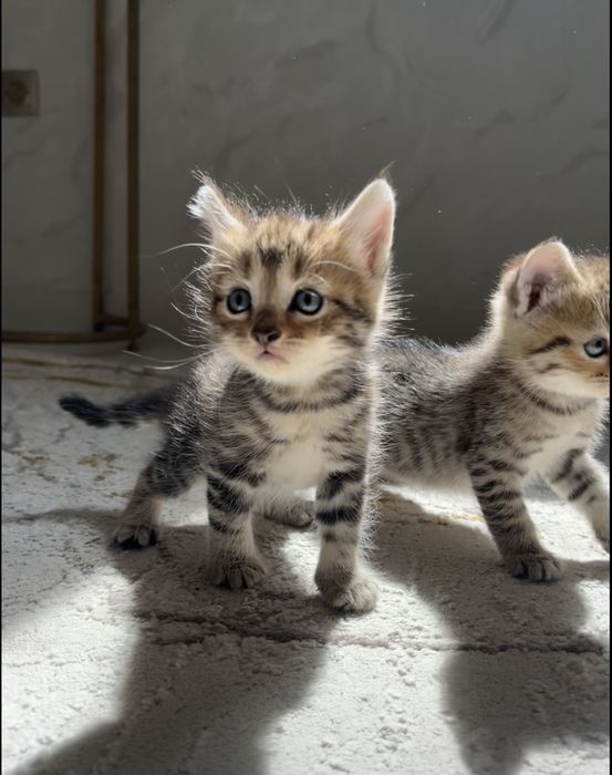 Продаются очаровательные котята Три Сестрички