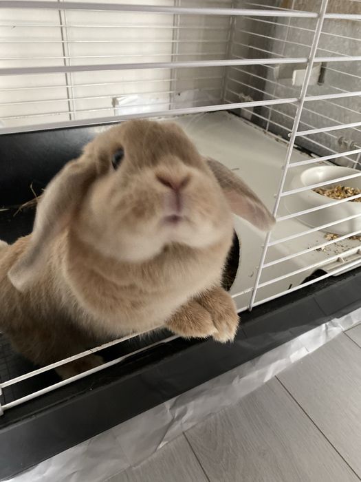 Кролик карликовый