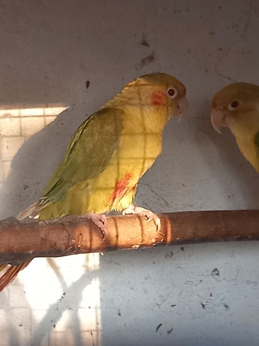 Двойки Папагали пирури.