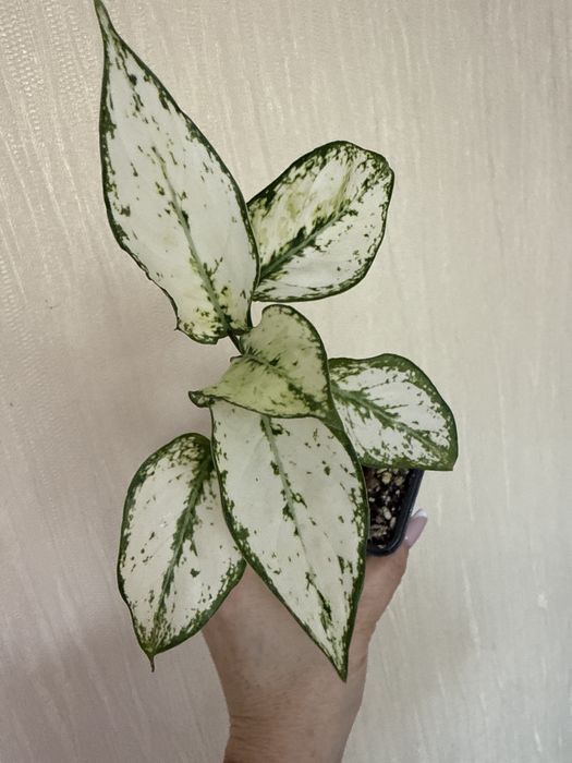 Продаю Аглаонемы цветы