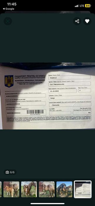 Vand iapa cu manza!