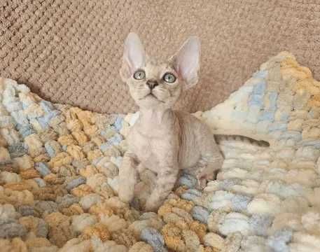 девон рекс момче и момиче