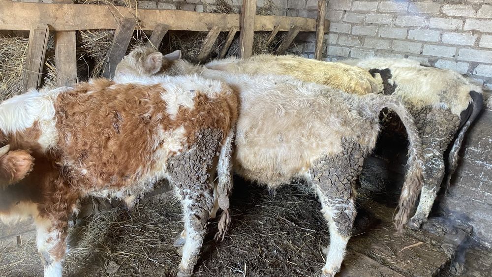 Продам на откорме