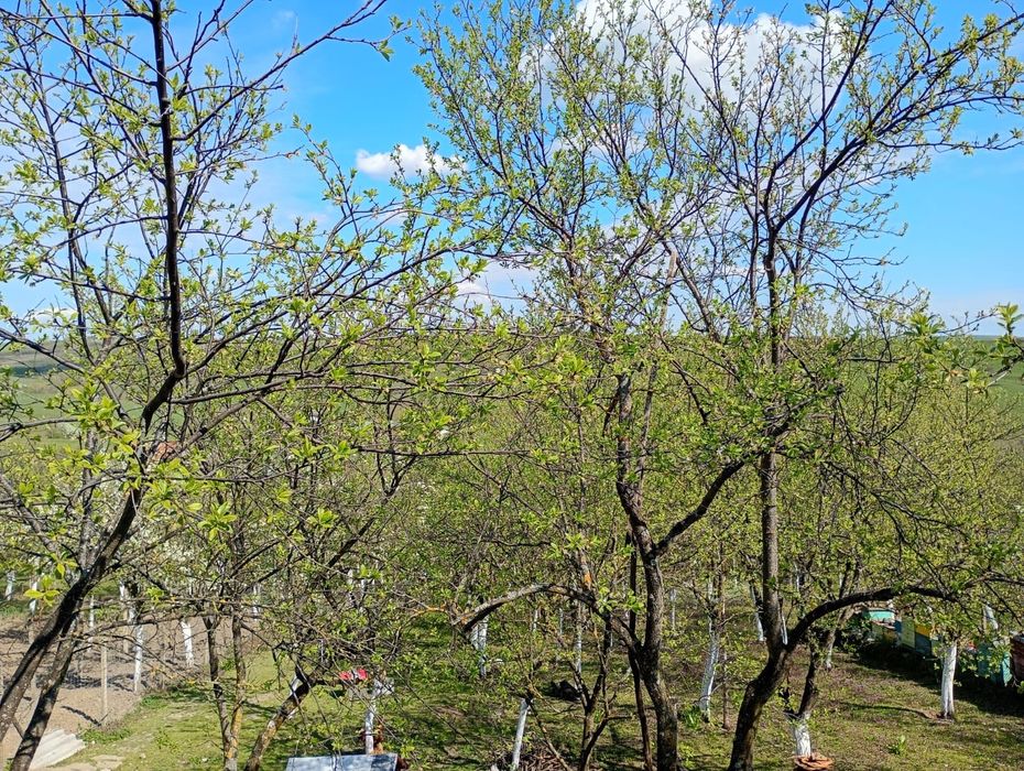 Proprietate: 2x Case cu Teren