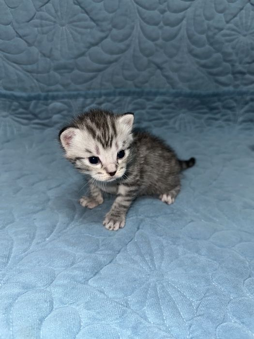 Продаются британские котята!
