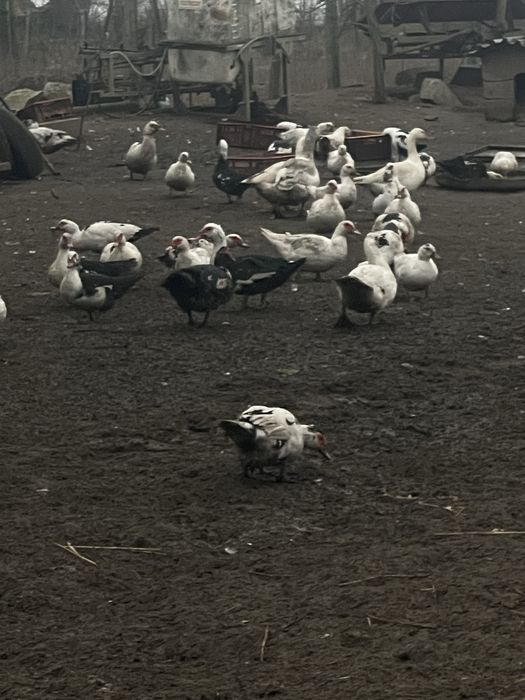 Vând Rațe Leșești