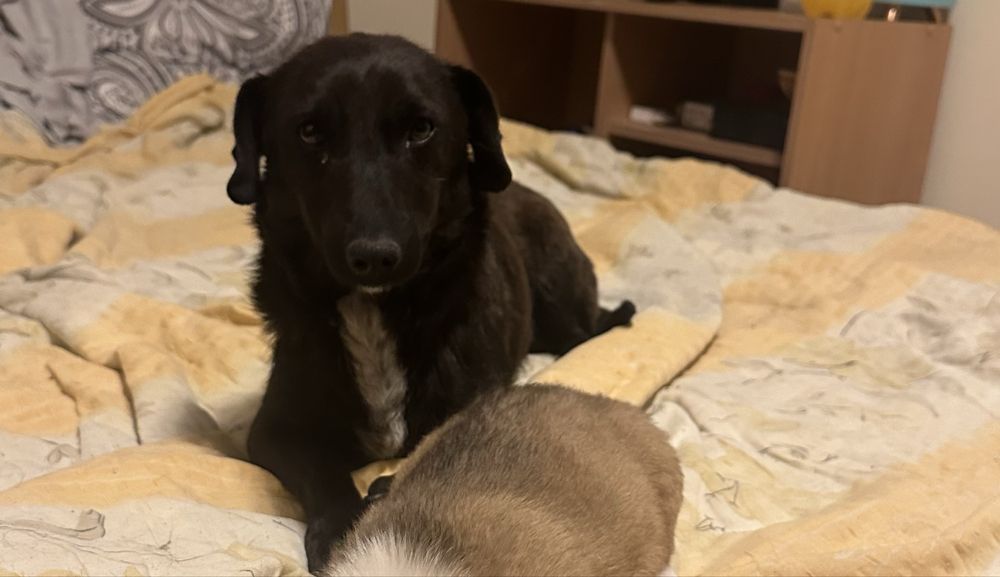 Adoptie fetita neagra