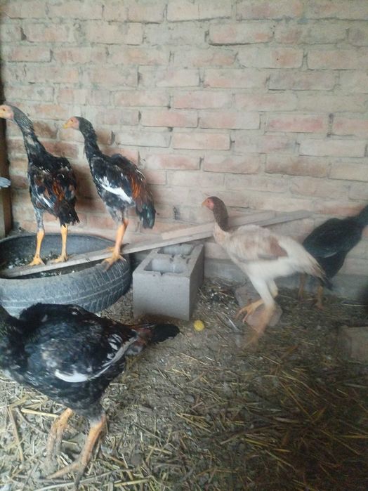 Продам шамо цыплят