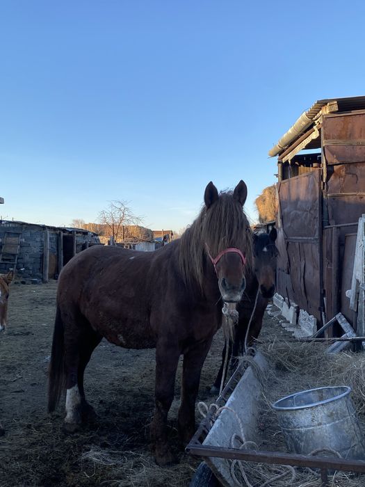 Продаётся племенной жеребец-производитель высокого класса