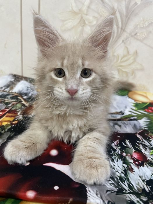 Продается котенок мейн-кун