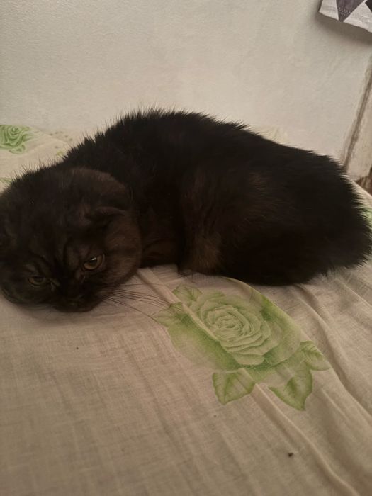 Котенок 4 месяца