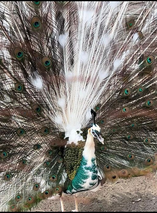 Păuni spalding de vanzare