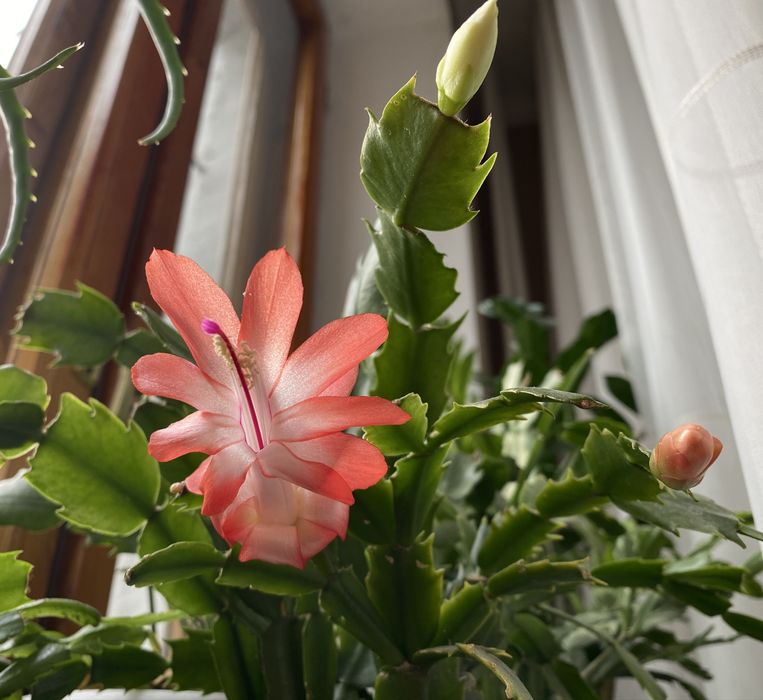 Продам 3 горшка с декабристом!