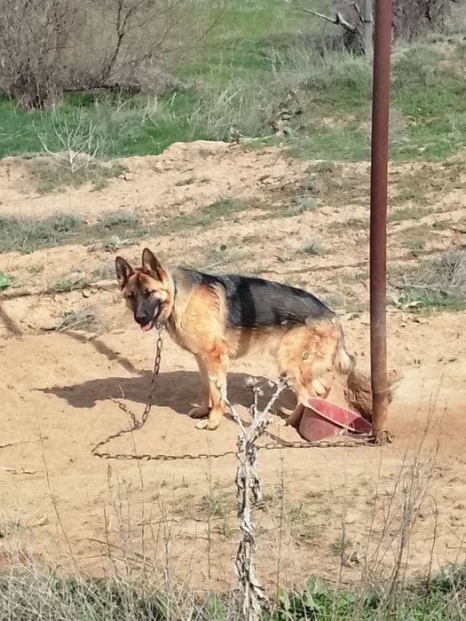 Немецкий овчарка