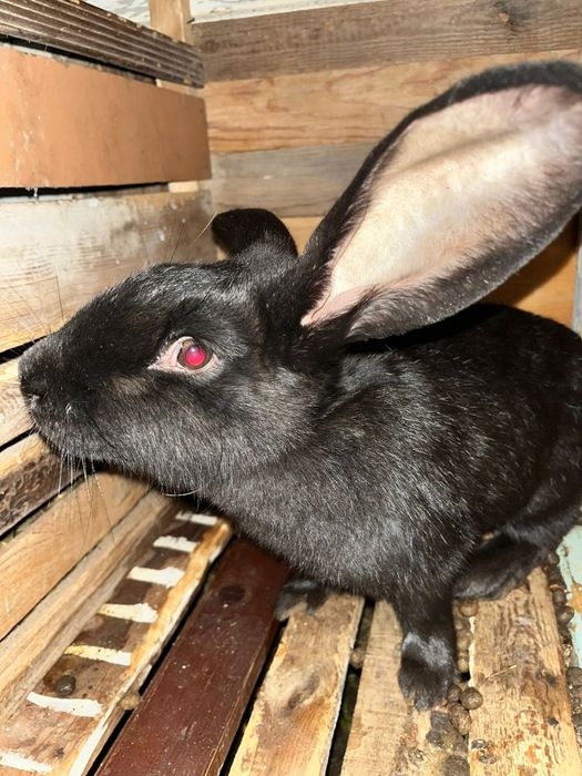 Продам молодую кролиху