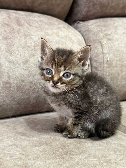Ищем семьи для мамы-кошки и котят
